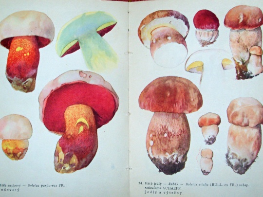 výstava houby